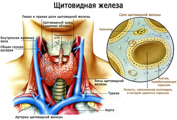Строение щитовидки