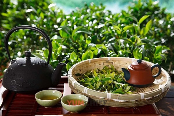 Гид по китайским чаям: группы и их уникальные характеристики